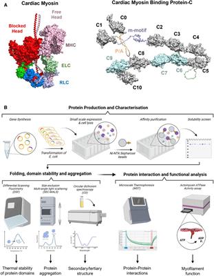 Basic science methods for the characterization of variants of uncertain significance in hypertrophic cardiomyopathy